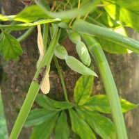 Syngonium angustatum Schott